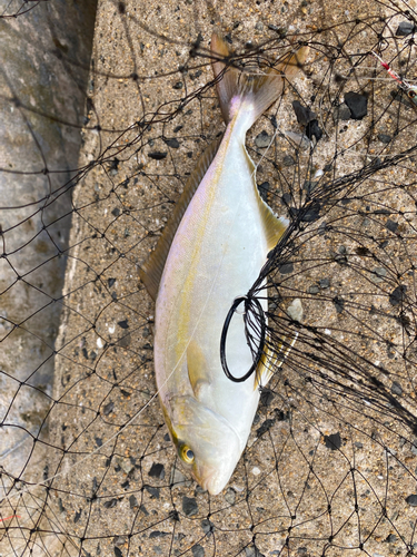 ショゴの釣果