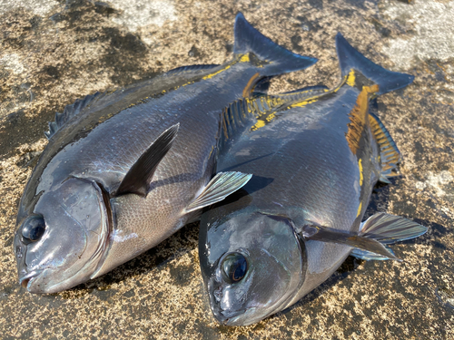 メジナの釣果