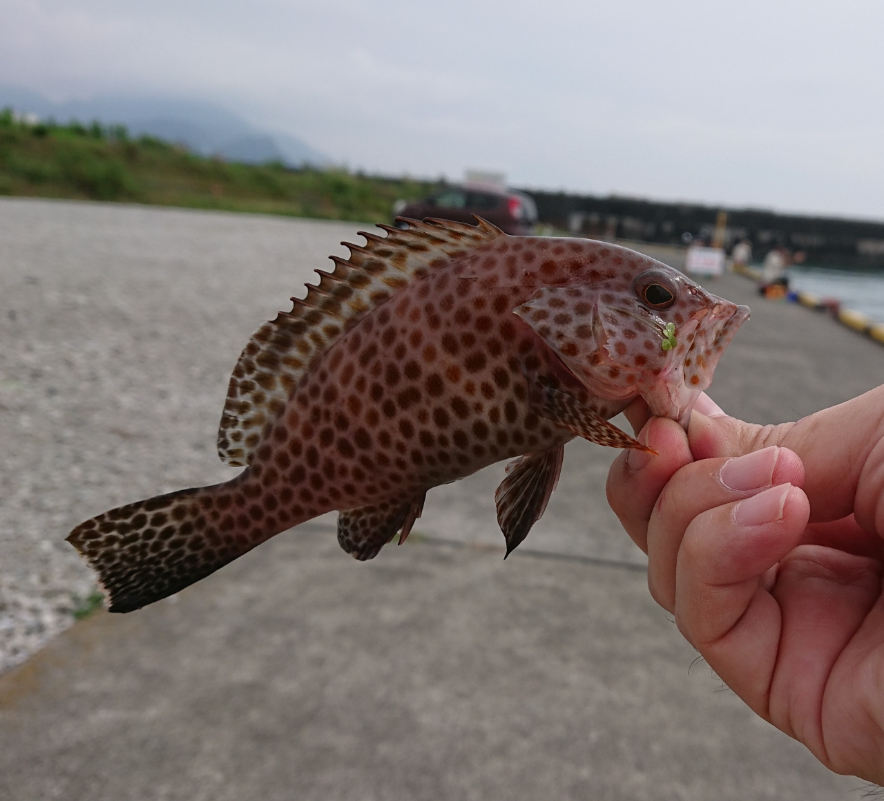 オオモンハタ