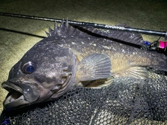 クロソイの釣果