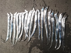 タチウオの釣果