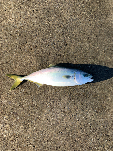 ワカシの釣果