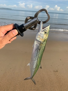 サゴシの釣果