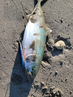 イナダの釣果