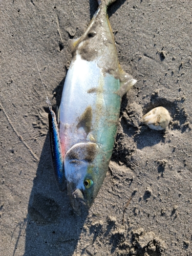 イナダの釣果