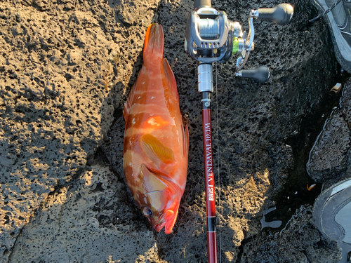 アカハタの釣果