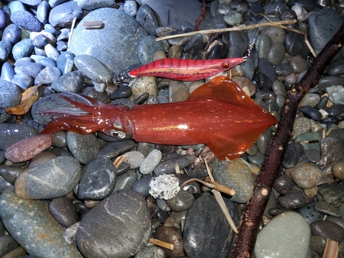 アオリイカの釣果