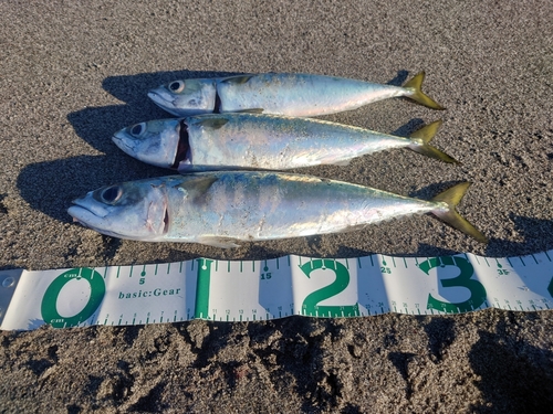 サバの釣果