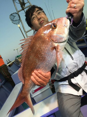 マダイの釣果