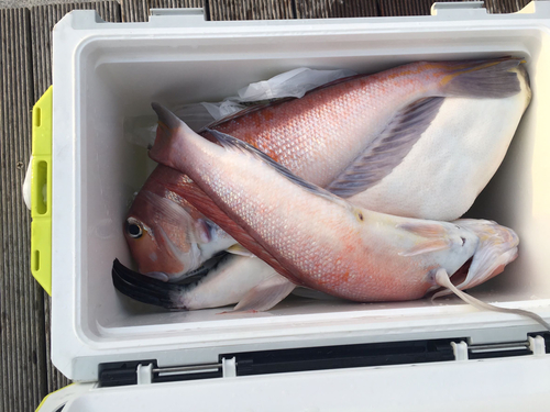 アマダイの釣果