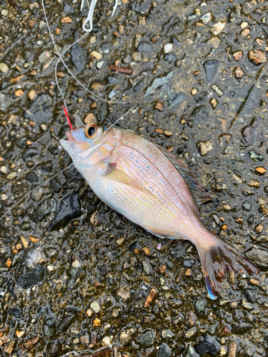 レンコダイの釣果