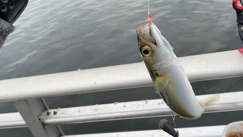 サバの釣果