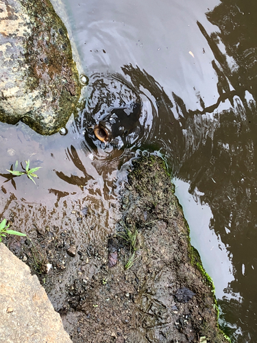 コイの釣果