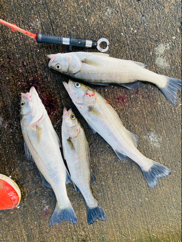 シーバスの釣果