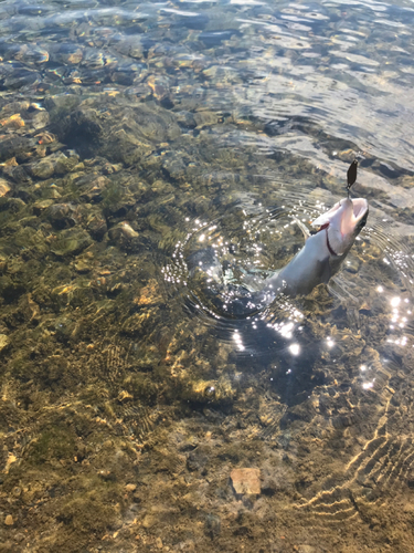 トラウトの釣果