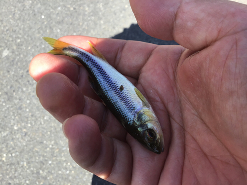 カワムツの釣果