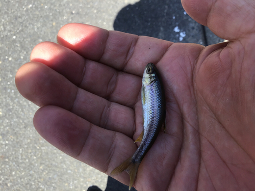 カワムツの釣果