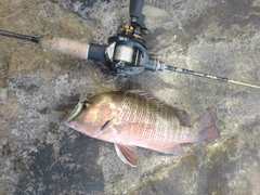 オキナワキチヌの釣果