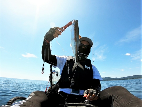 サゴシの釣果