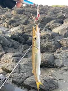 ヤマトカマスの釣果