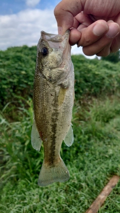 ラージマウスバスの釣果