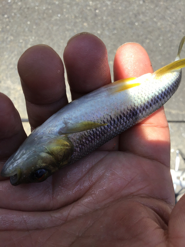 カワムツの釣果