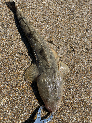 マゴチの釣果