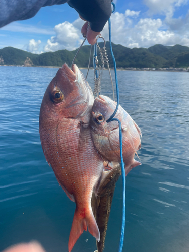 マダイの釣果