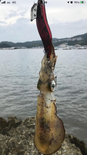 アオリイカの釣果