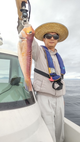 アマダイの釣果