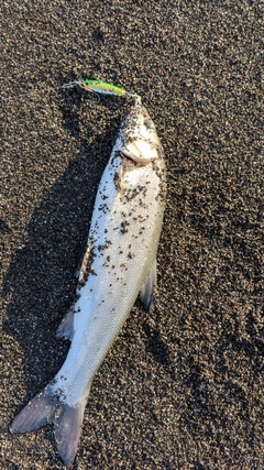 ウグイの釣果