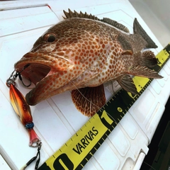 オオモンハタの釣果