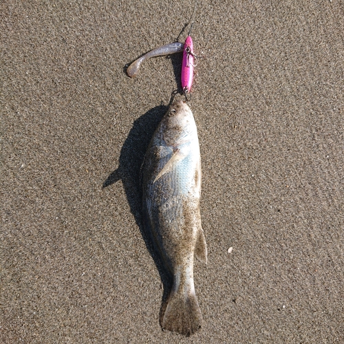 ニベの釣果