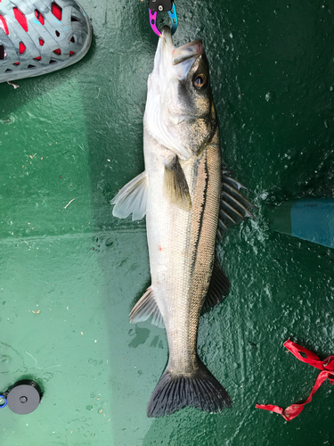 スズキの釣果