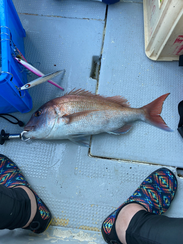 マダイの釣果