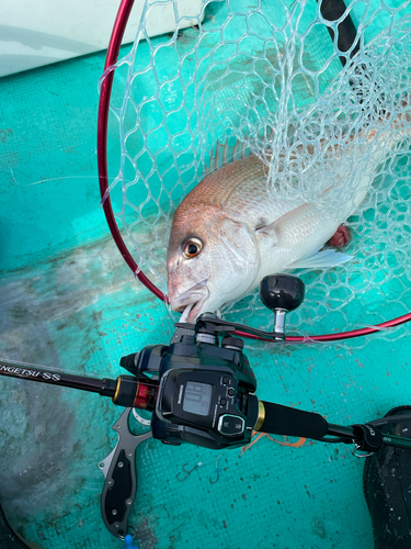 マダイの釣果