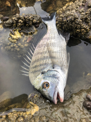 メイタの釣果