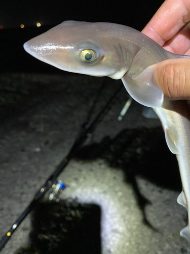 ホシザメの釣果