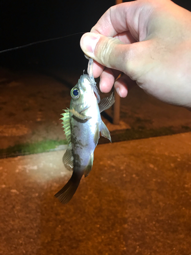 シロメバルの釣果