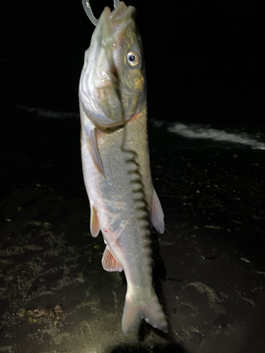 ウグイの釣果