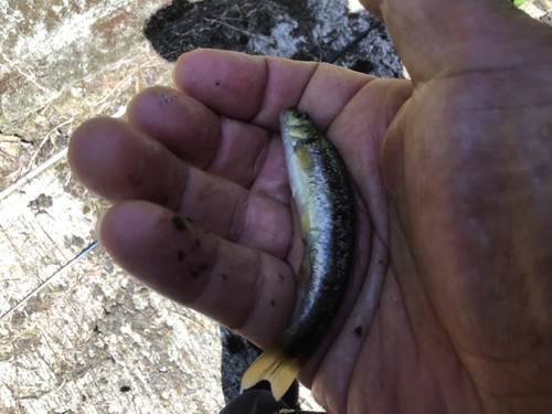 アブラハヤの釣果