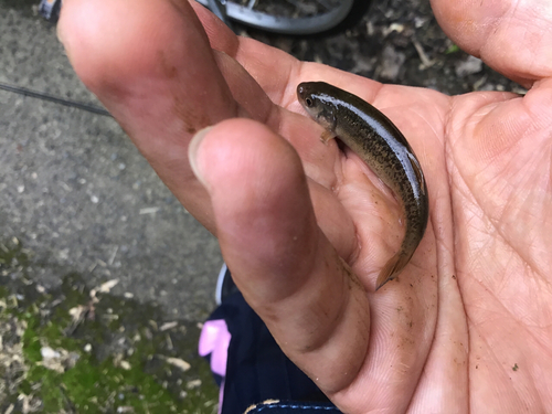 アブラハヤの釣果