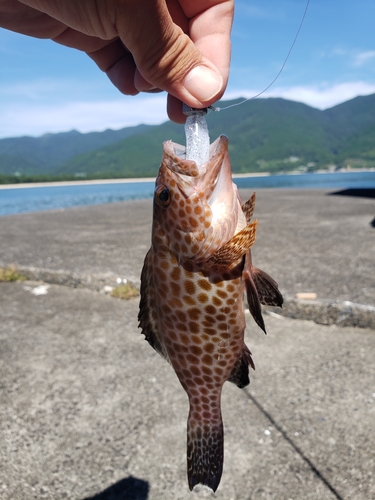 オオモンハタの釣果