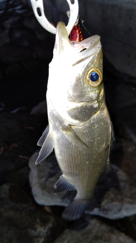 セイゴ（マルスズキ）の釣果