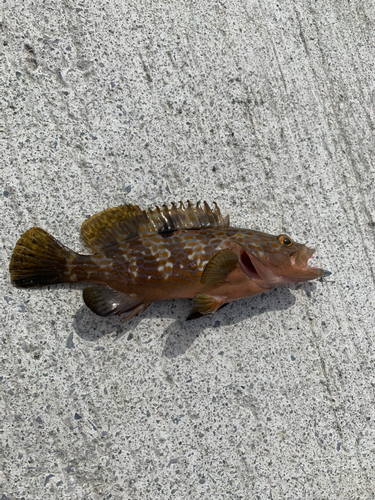 アコウの釣果