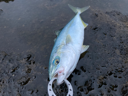 イナダの釣果