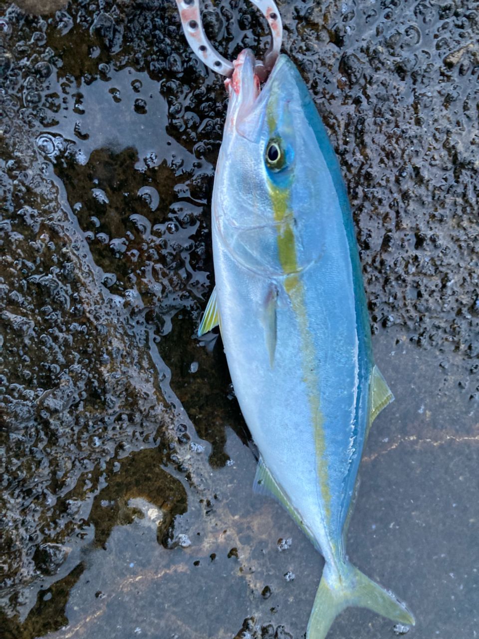 イナダ