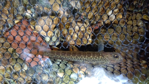 イワナの釣果