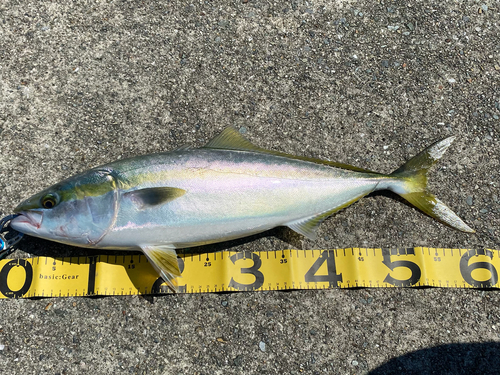 ハマチの釣果