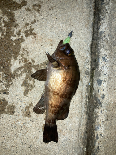 メバルの釣果